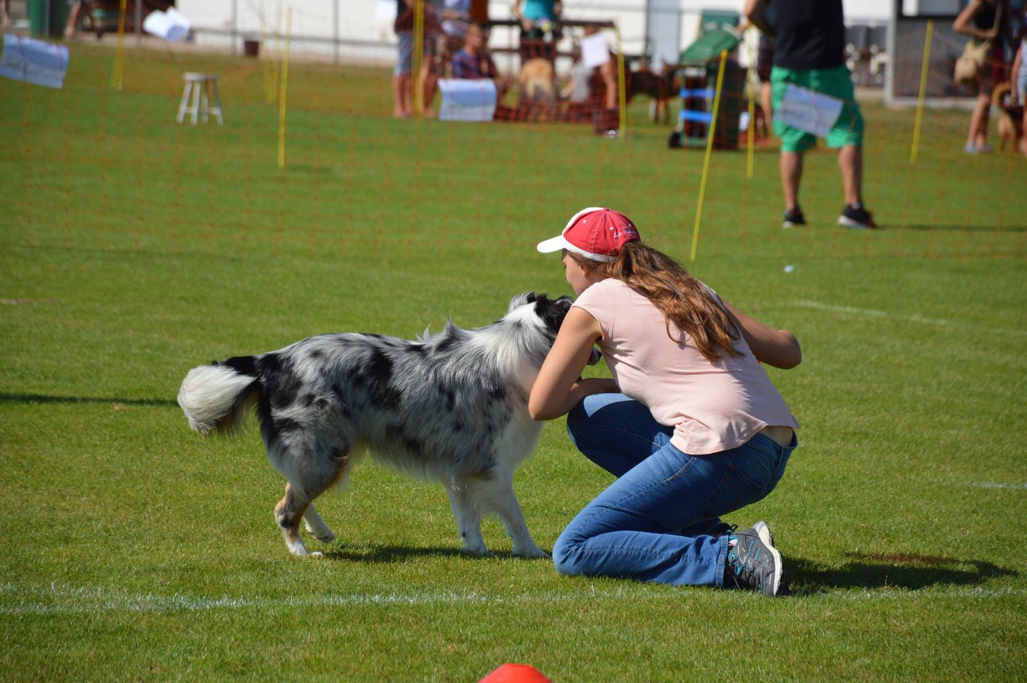 Ergebnisse und Fotos vom Dogfrisbee Fun Turnier am 1. Hundetag Korneuburg 2015